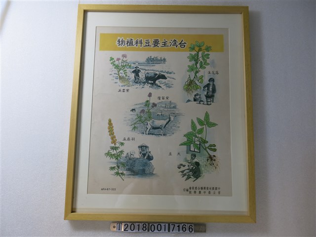 中國農村復興聯合委員會編印臺灣主要豆科植物海報 (共1張)