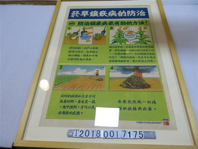 中國農村復興聯合委員會編印菸草鑲嵌病防治方法海報 (共1張)