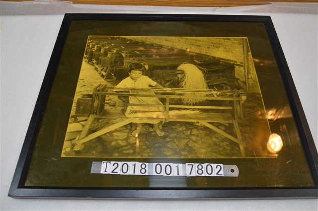 製作柴絲草的女孩照片 (共1張)