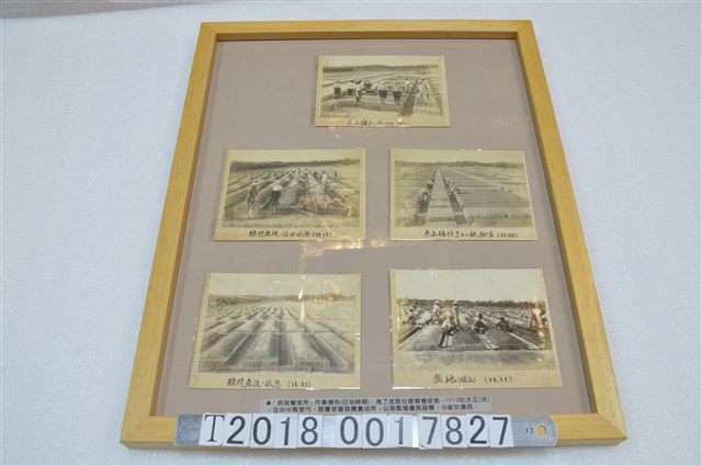 蔗苗養成所作業情形相關照片 (共1張)