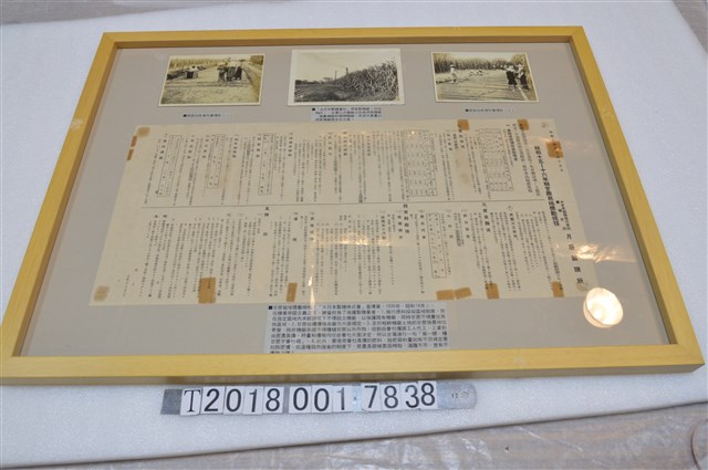 大日本製糖株式會社照片與甘蔗栽培獎勵規程宣傳單 (共1張)