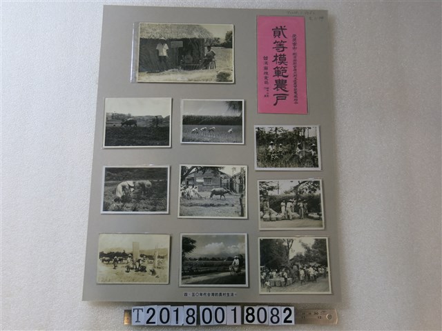 臺灣省糧食局貳等模範農戶獎狀與農村生活照片 (共1張)