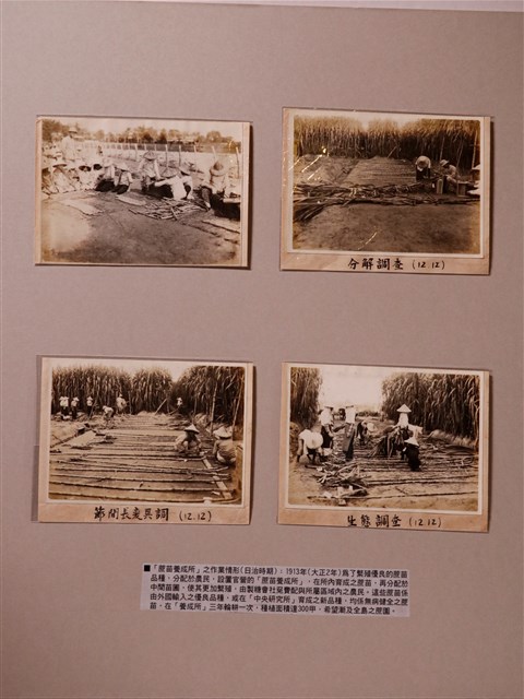 蔗苗養成所作業情況相關照片 (共1張)