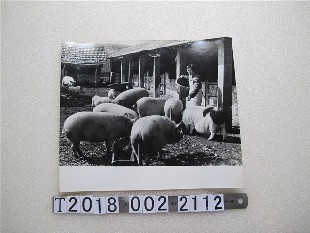 婦人餵豬照片 (共1張)