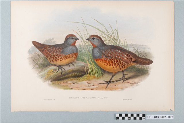 約翰古爾德繪〈臺灣竹雞〉