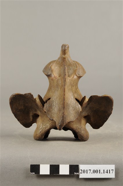 虎骨觀世音菩薩像