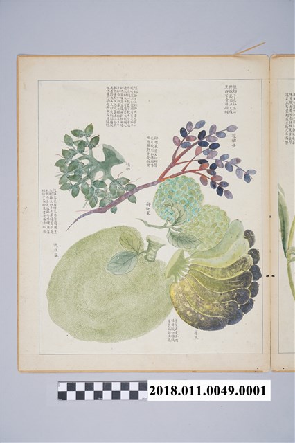 「番社采風圖 槺榔子 檳榔 釋迦果 波羅蜜 芽蕉」