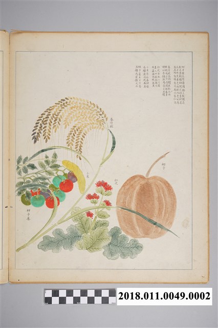 「番社采風圖 番仔秫 小米 紅花 椰子」