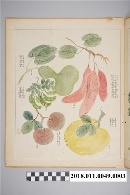 「番社采風圖 番茄 葫蘆 灣豆 番柿 香員」