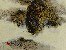 切換圖片按鈕圖示