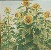 切換圖片按鈕圖示