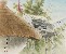 切換圖片按鈕圖示