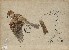 切換圖片按鈕圖示