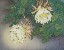 切換圖片按鈕圖示