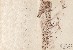 切換圖片按鈕圖示