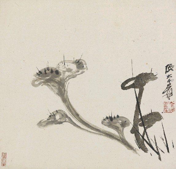 藏品:靈芝的(1)張圖片