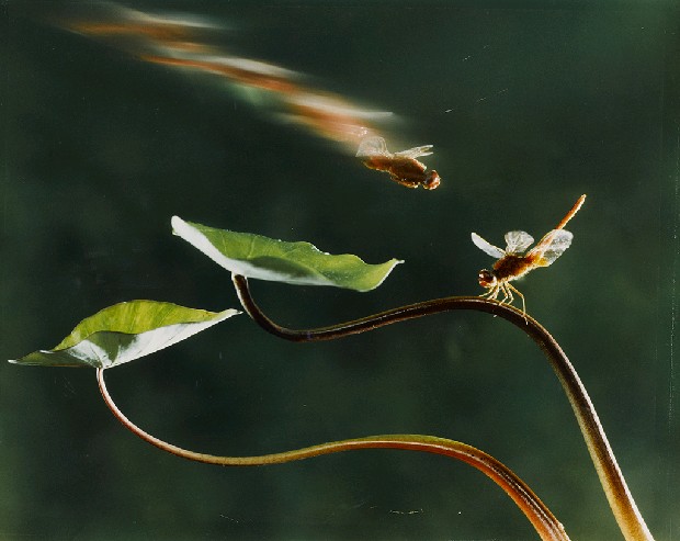 藏品:愛的旋律的(1)張圖片