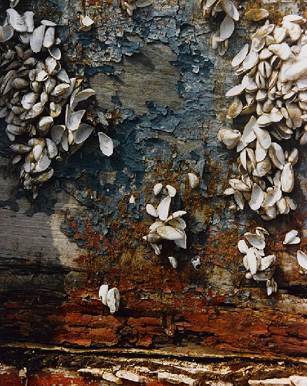 藏品:滄桑之痕的(1)張圖片