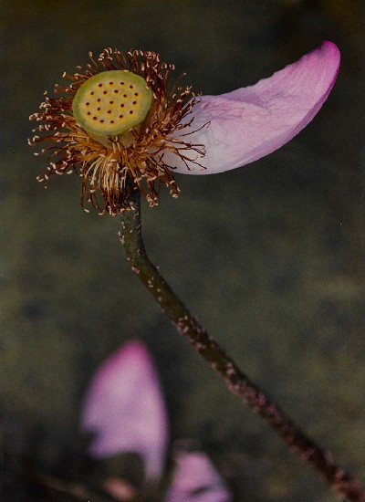 藏品:露冷蓮房墜粉紅的(1)張圖片