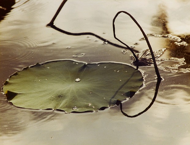 藏品:殘莖翠葉的(1)張圖片