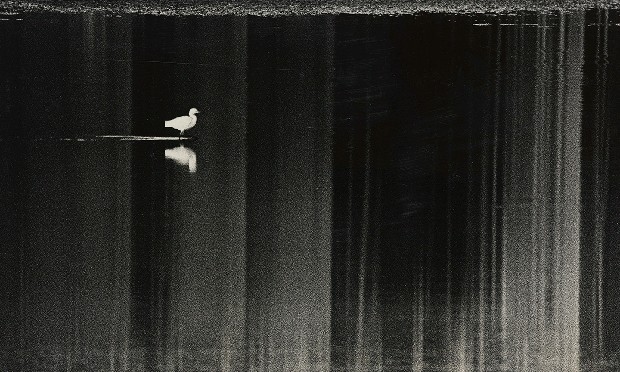 藏品:悠閒的(1)張圖片