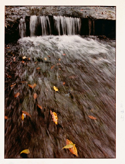 藏品:秋水的(1)張圖片