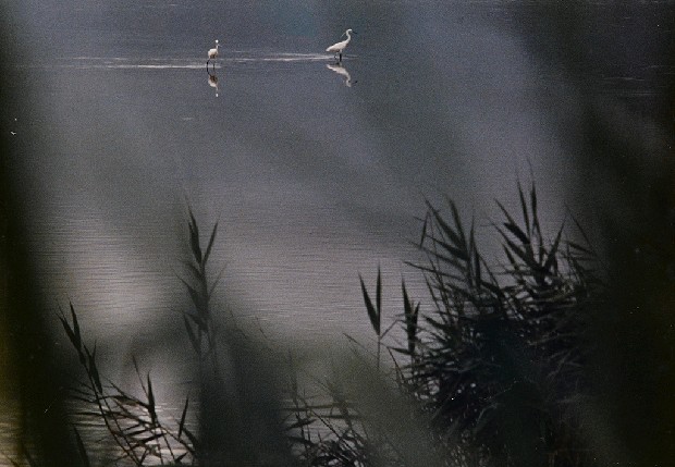 藏品:幽閒的(1)張圖片