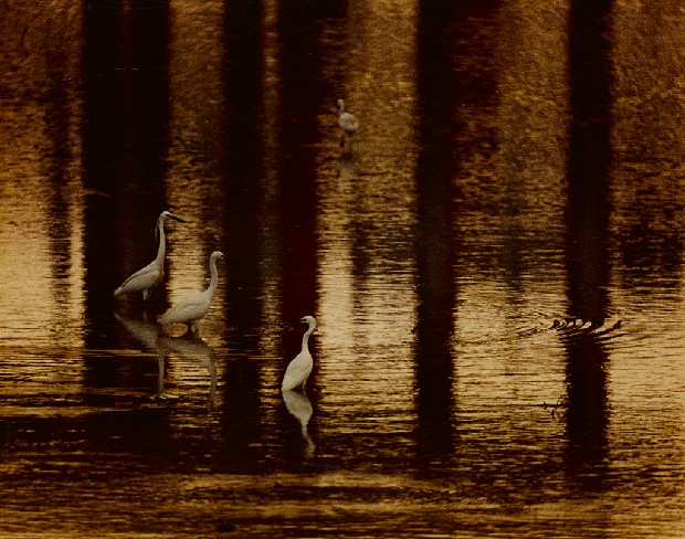 藏品:美食難得的(1)張圖片