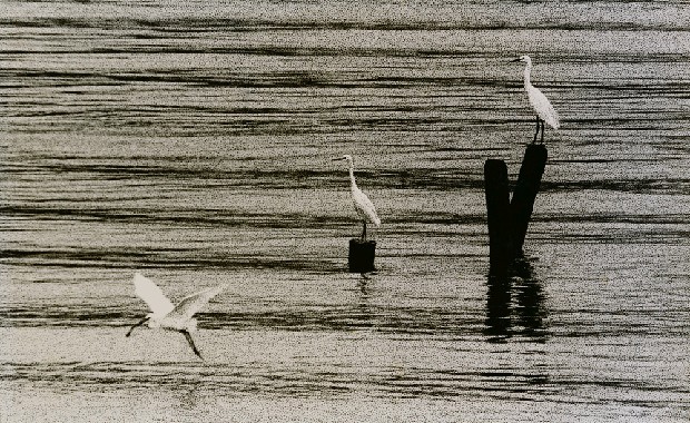 藏品:白鷺飛處的(1)張圖片