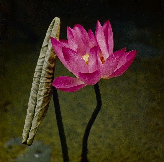 藏品:荷的(1)張圖片