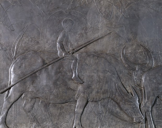 藏品:水牛群像的(2)張圖片