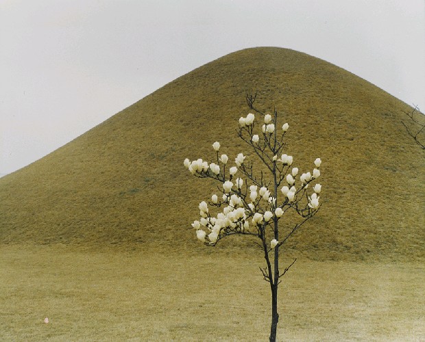 藏品:造形的(1)張圖片