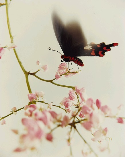 藏品:舞春風的(1)張圖片