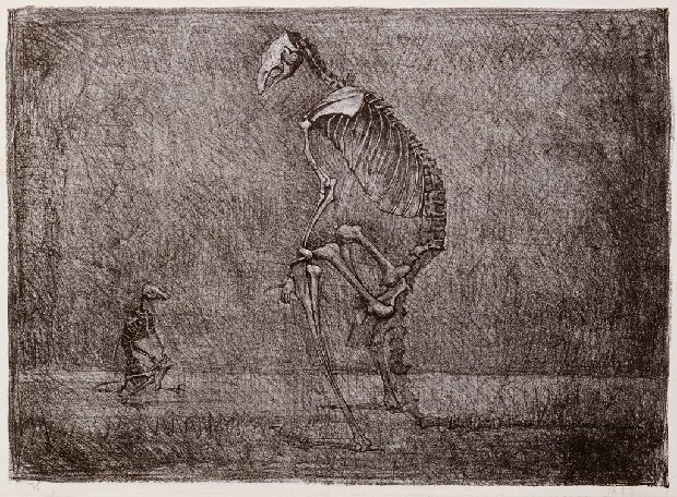 藏品:袋鼠的骨架的(1)張圖片