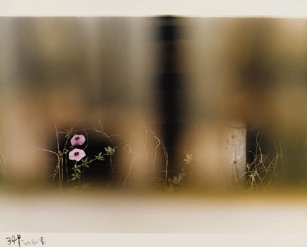 藏品:春在枝頭已十分的(1)張圖片