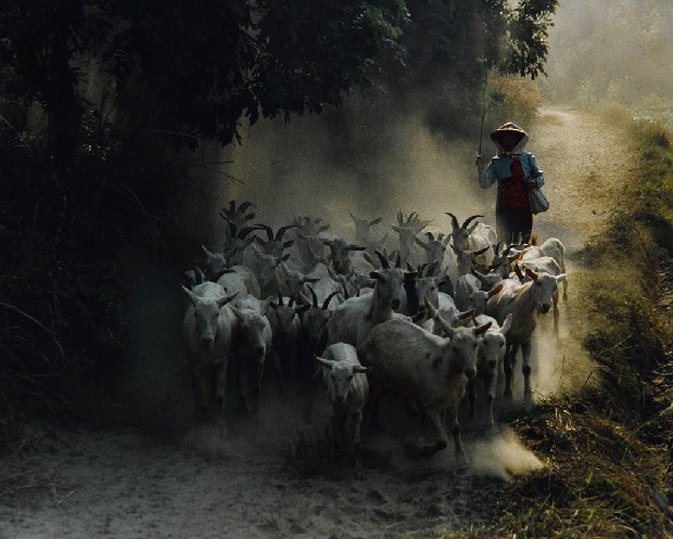 藏品:趕羊記的(1)張圖片