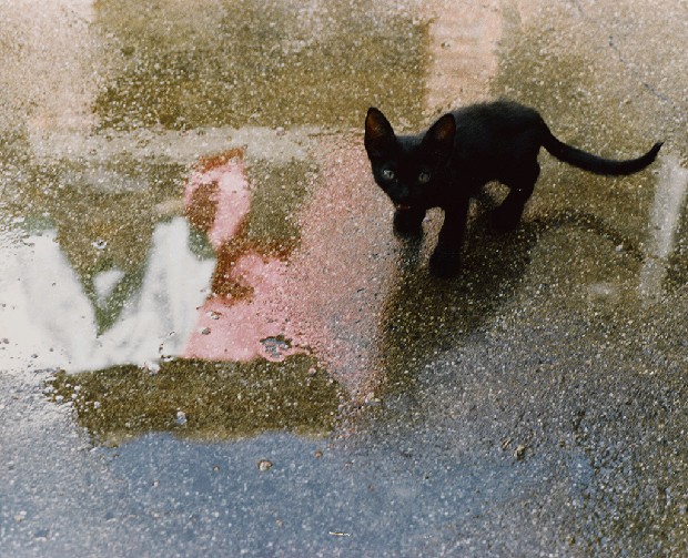 藏品:幻境的(1)張圖片