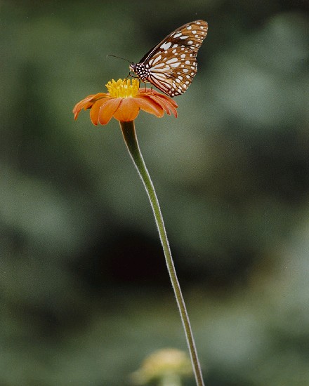 藏品:蝶戀花的(1)張圖片