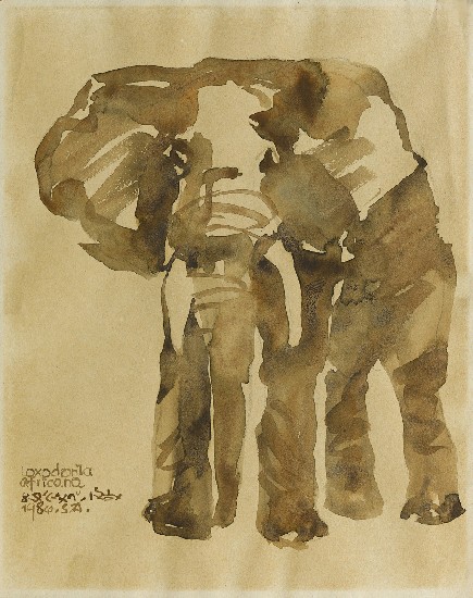 藏品:非洲之王－非洲象的(1)張圖片