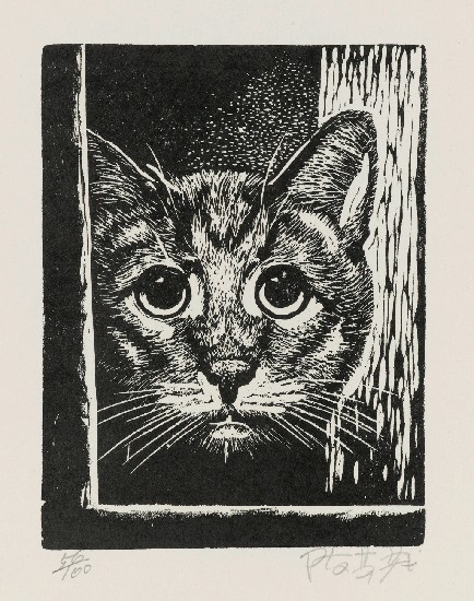 藏品:貓的(1)張圖片