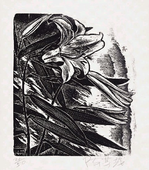 藏品:百合的(1)張圖片