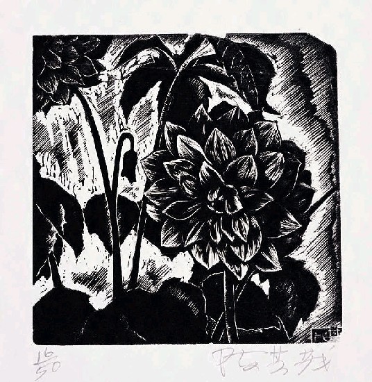 藏品:大理花的(1)張圖片