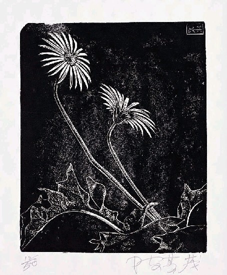 藏品:波斯菊的(1)張圖片