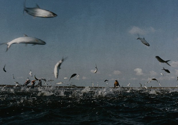 藏品:飛舞的(1)張圖片