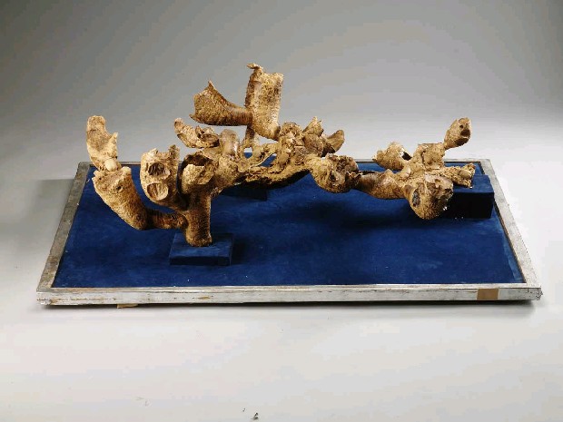 藏品:金獨角仙的(1)張圖片