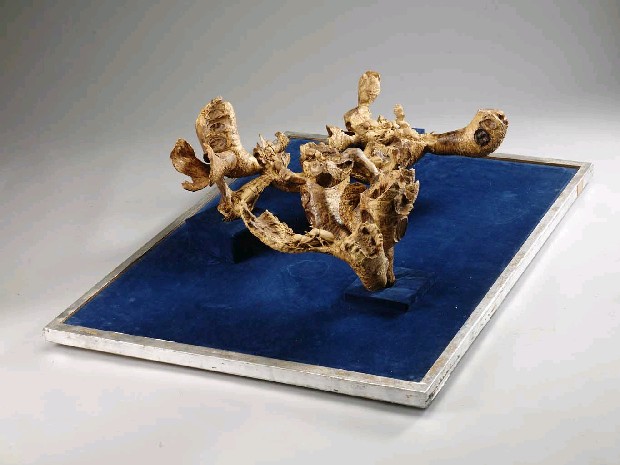 藏品:金獨角仙的(2)張圖片