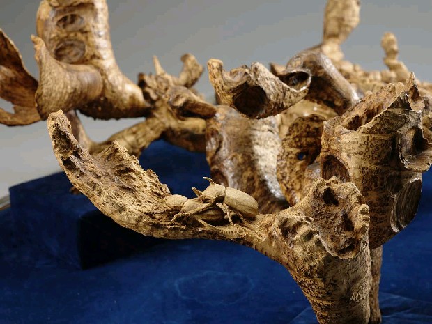 藏品:金獨角仙的(3)張圖片