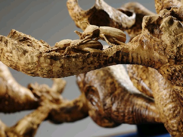 藏品:金獨角仙的(4)張圖片