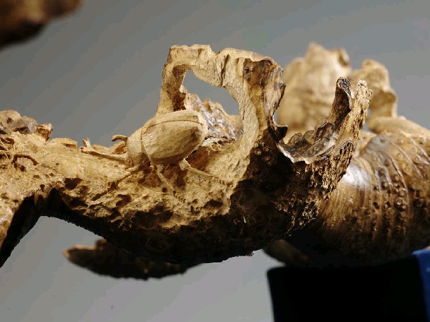 藏品:金獨角仙的(5)張圖片