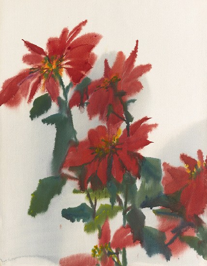 藏品:花(聖誕紅)的(1)張圖片